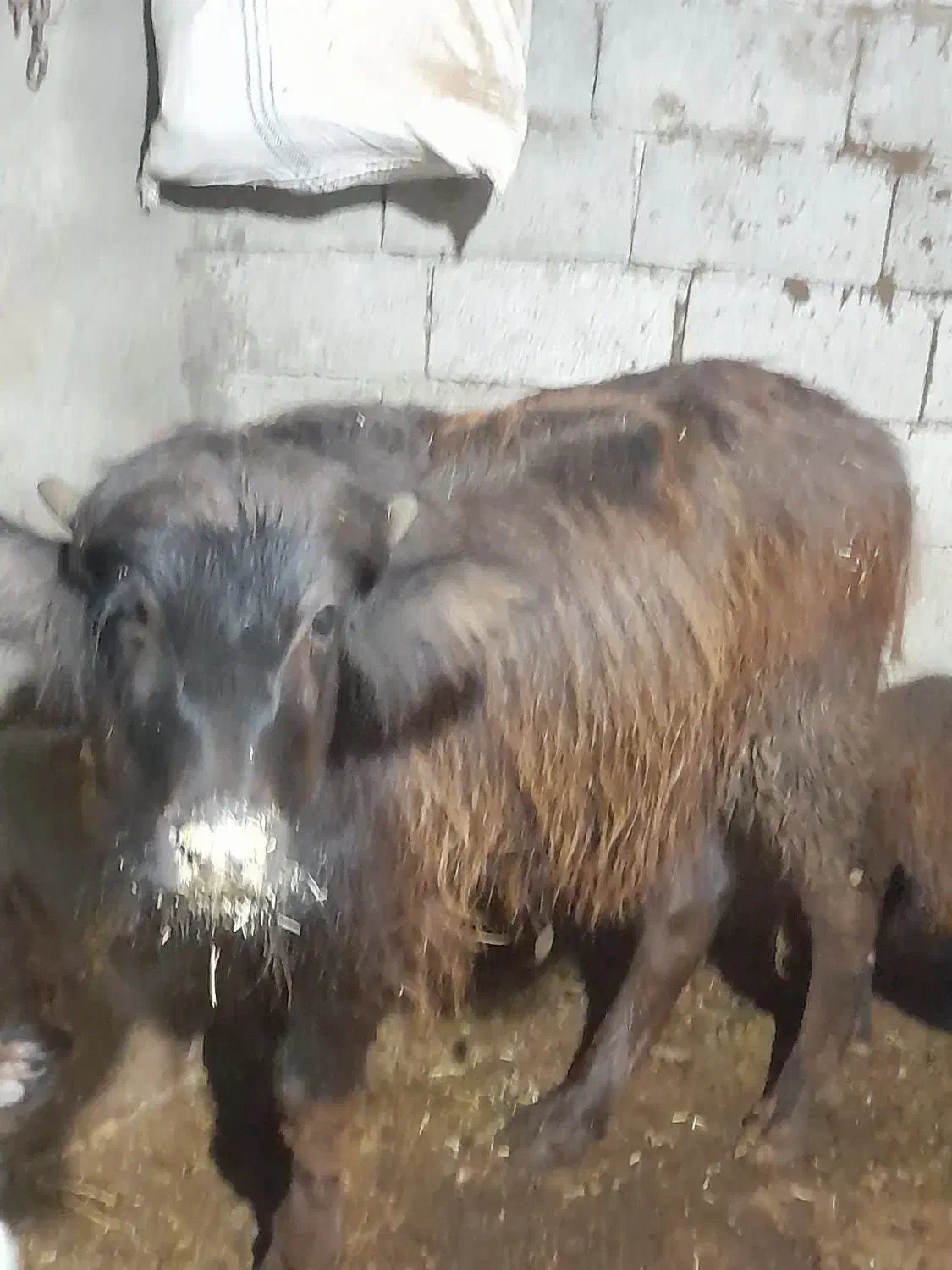 کلچه ۹ ماهه|حیوانات مزرعه|فندقلو, |دیوار