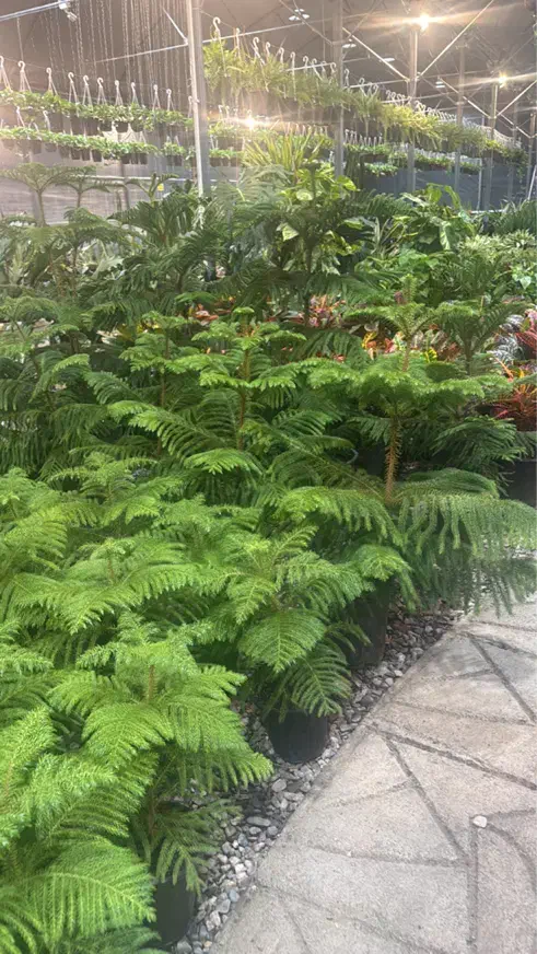 حراج گل گیاه به مدت محدود|گل و گیاه طبیعی|مشهد, هفت تیر (حافظ)|دیوار