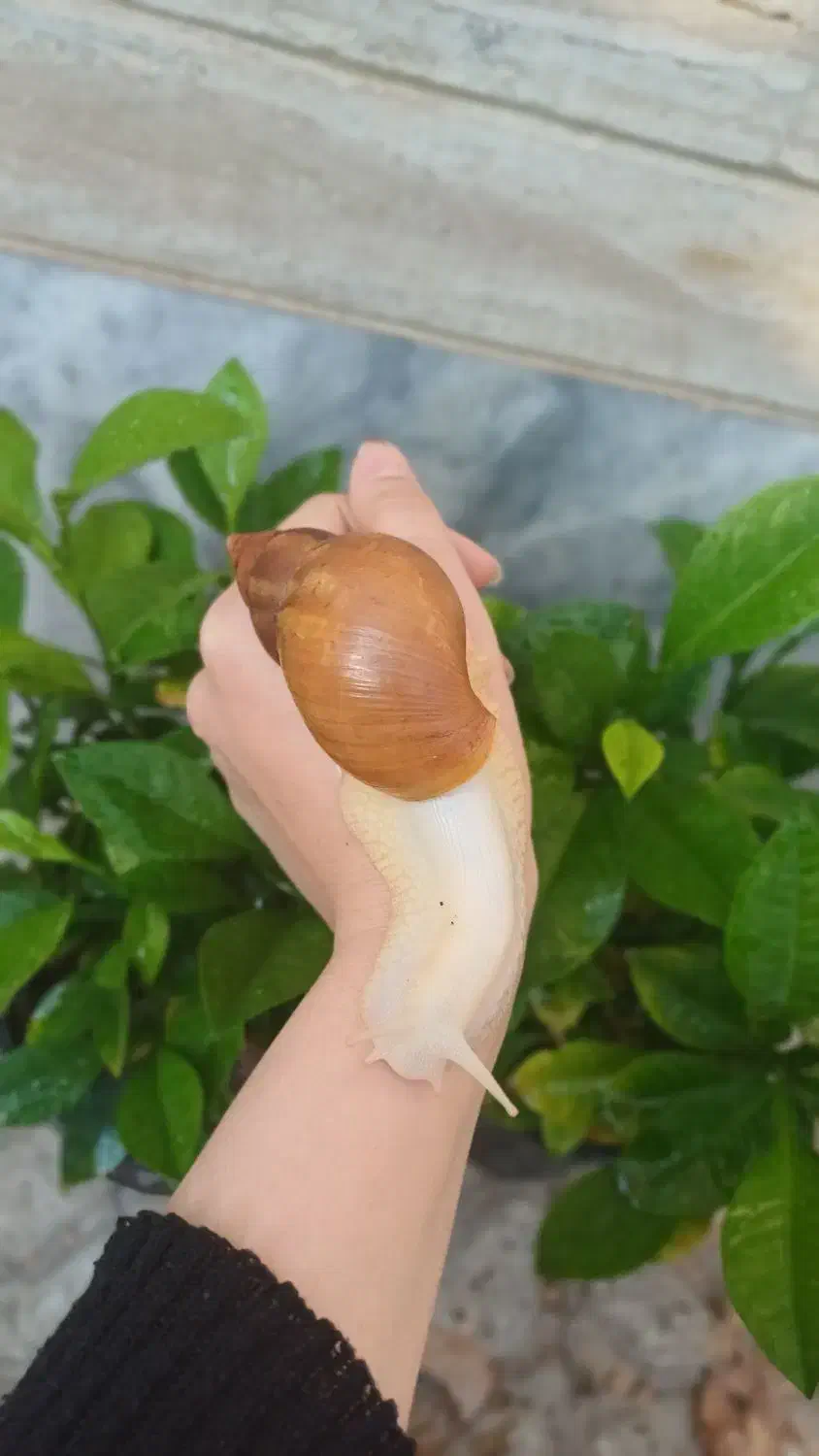 حلزون آچاتینا برای پرورش و سلامت پوست|خزنده|خوی, |دیوار