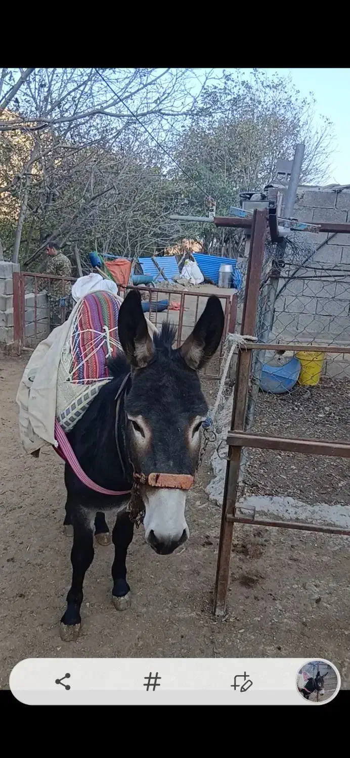 الاق نر جوان|حیوانات مزرعه|رودبار, |دیوار