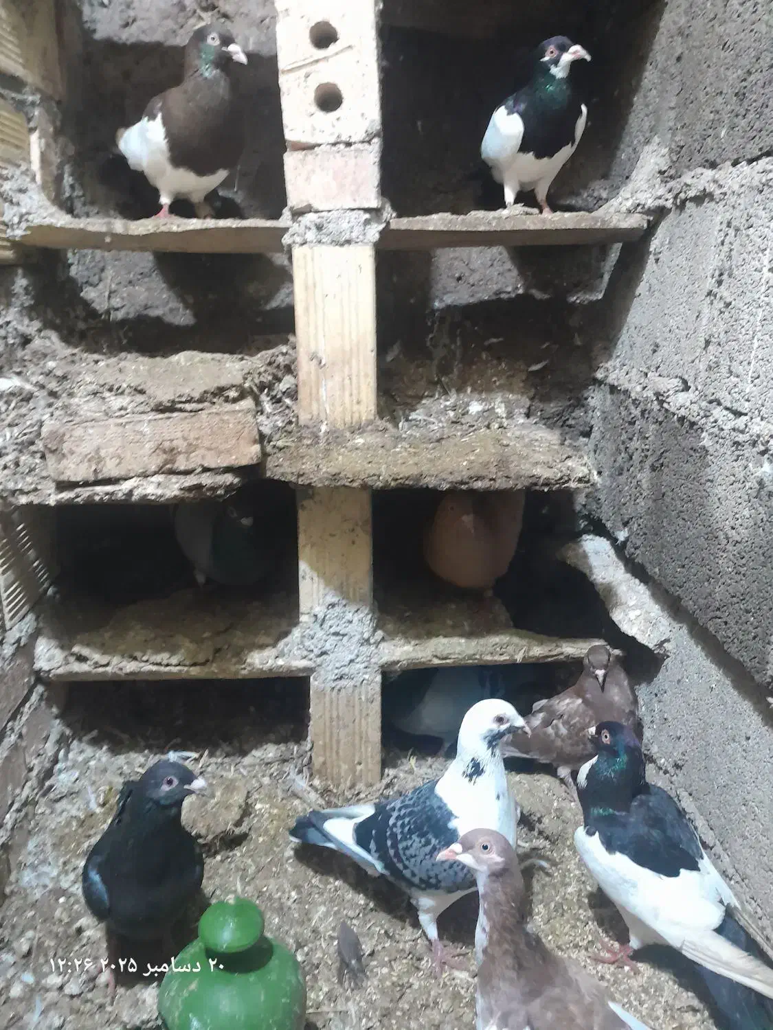 کبوتر همه رقم|پرنده|ترکمانچای, |دیوار