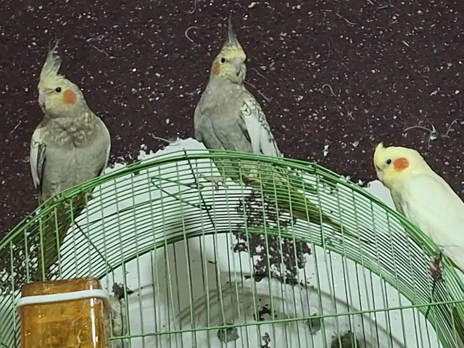 طوطی هلندی|پرنده|خرمشهر, |دیوار