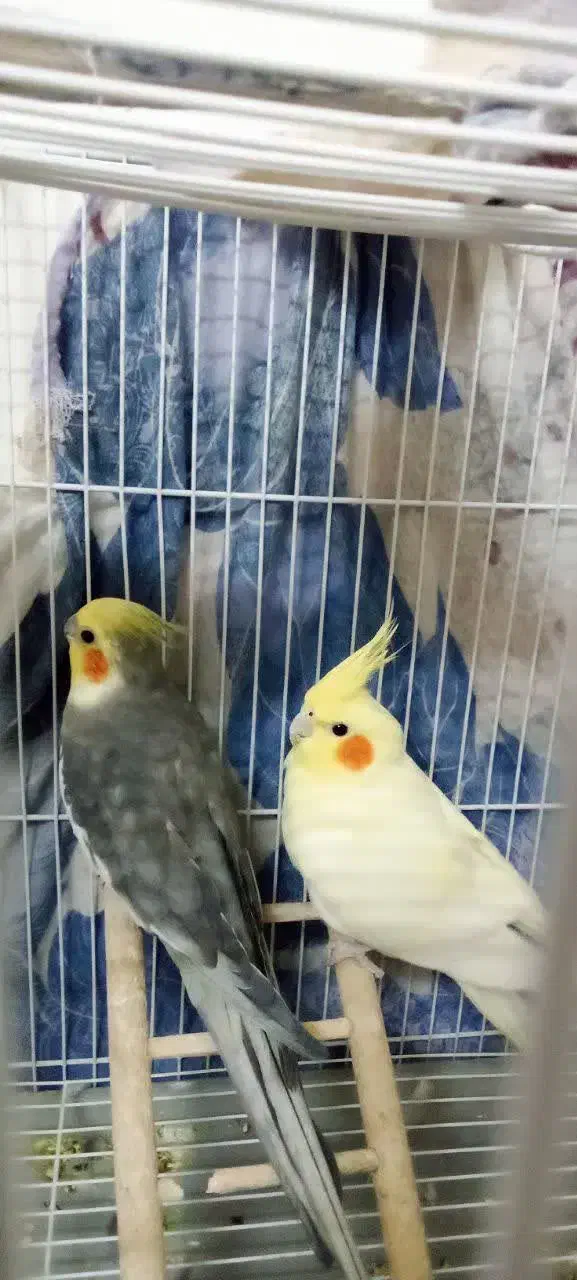 پرنده زینتی|پرنده|کاشمر, |دیوار