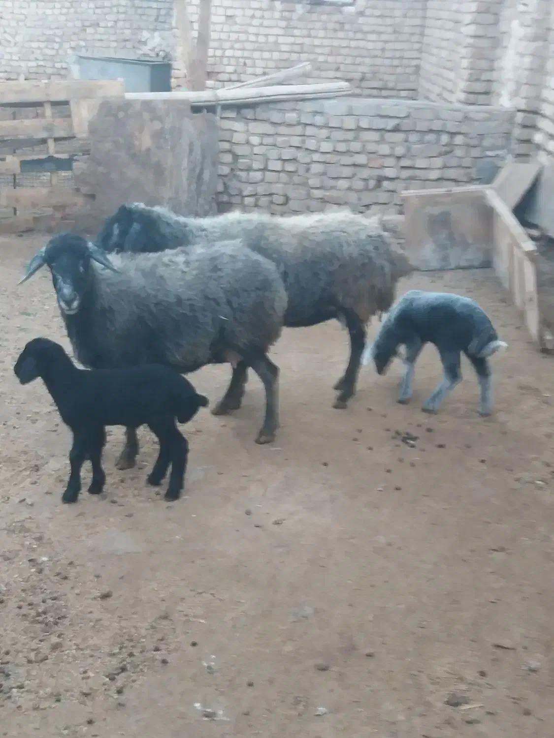 میش بره بز|حیوانات مزرعه|قم, صفاشهر|دیوار