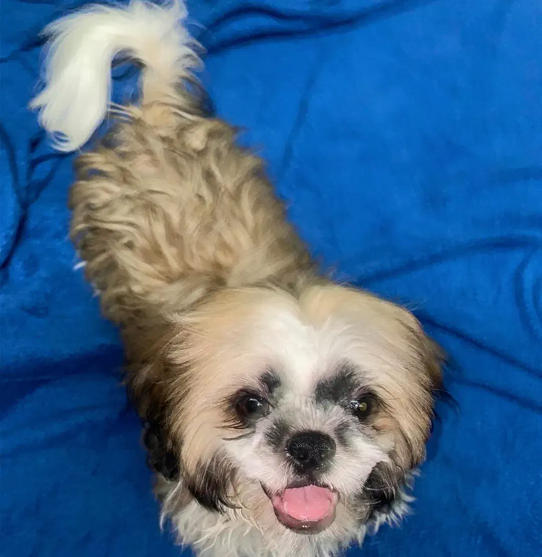 سگ شیتزو|سگ|مسجد سلیمان, |دیوار