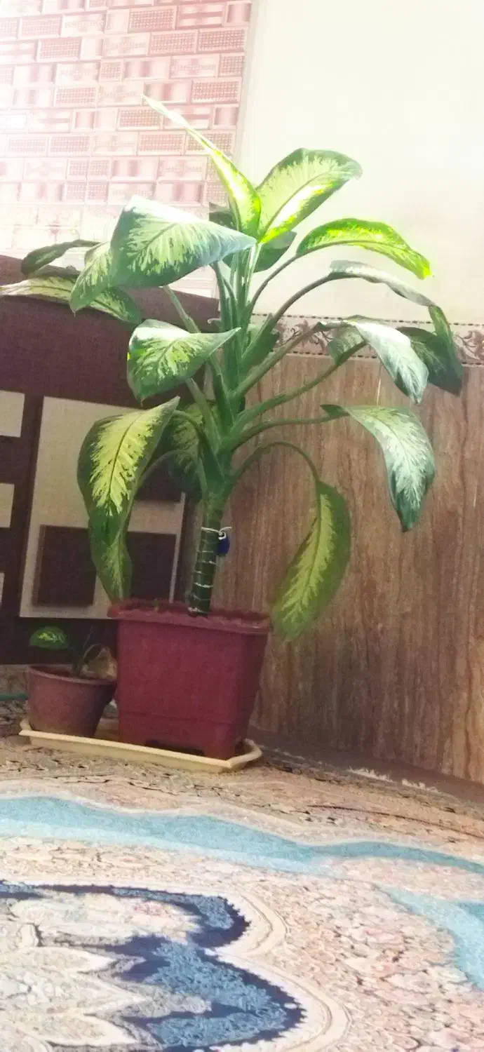 گل طبیعی زیبا|گل و گیاه طبیعی|قروه, |دیوار