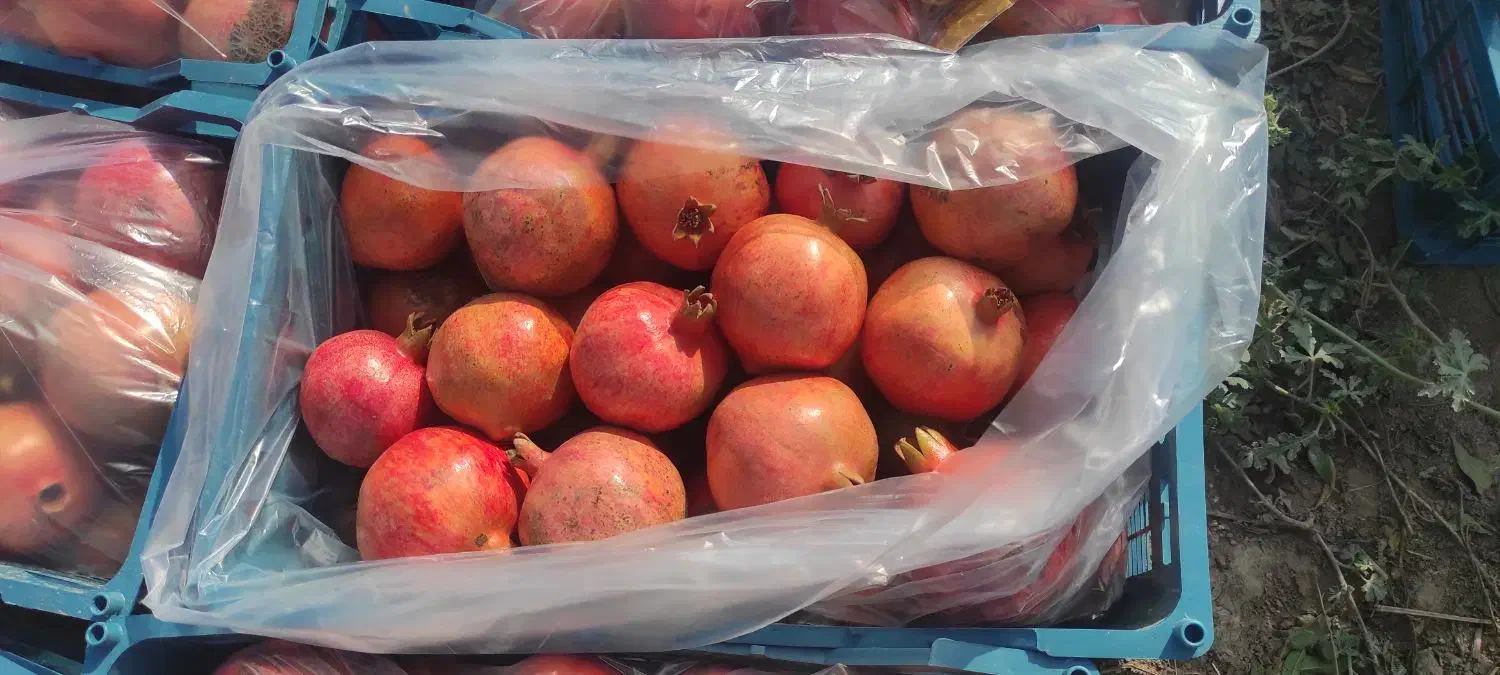 فروش عمده انار ملس ساوه ممتاز|خوردنی و آشامیدنی|گرگان, |دیوار