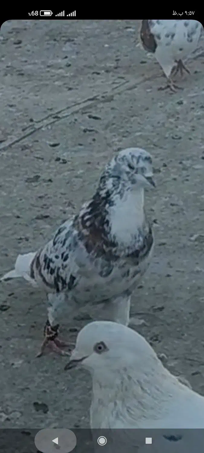 کبوتر|پرنده|باغ حلی, |دیوار