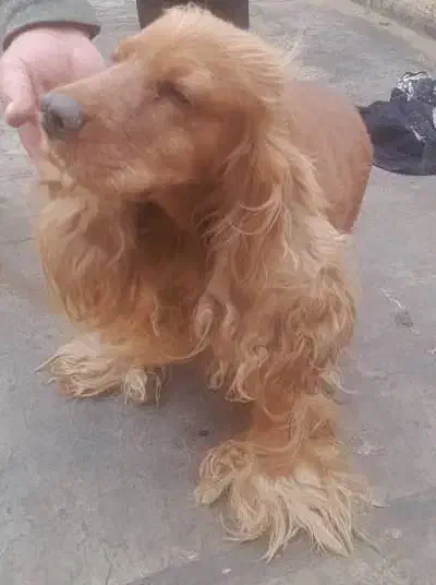 فروشی.سگ کوکر اسپانیل بالغ|سگ|شاهینشهر, شهرک میلاد|دیوار