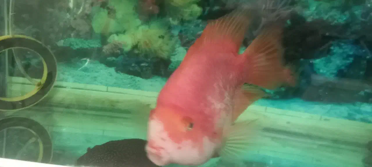 ماهی و لجن خوار|ماهی|یزد, |دیوار