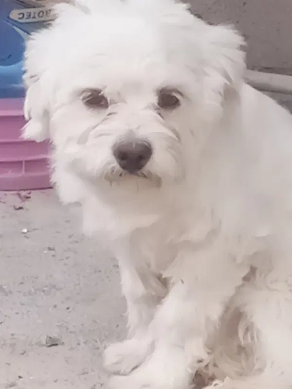 سلام|سگ|فیروزآباد (فارس), |دیوار
