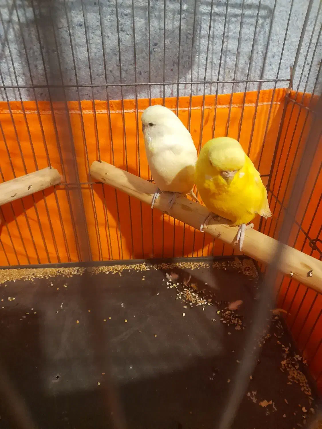 مرغ عشق انگلیسی معاوظه|پرنده|صباشهر, |دیوار