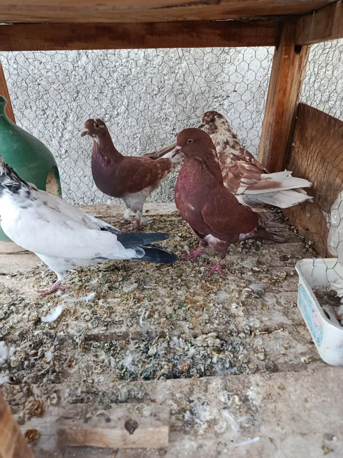 ۹عدد گرفتنی مخلفه جون|پرنده|کاشان, گریه|دیوار