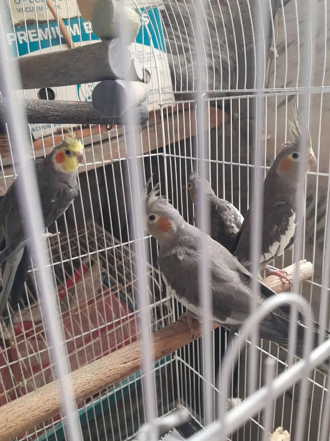 عروس هلندی|پرنده|لاهیجان, لیالستان|دیوار