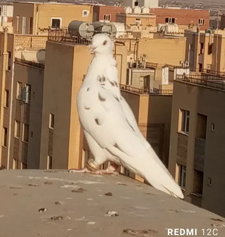 کفتر دم سبز پرشی|پرنده|فولادشهر, مسکن مهر فولادشهر|دیوار