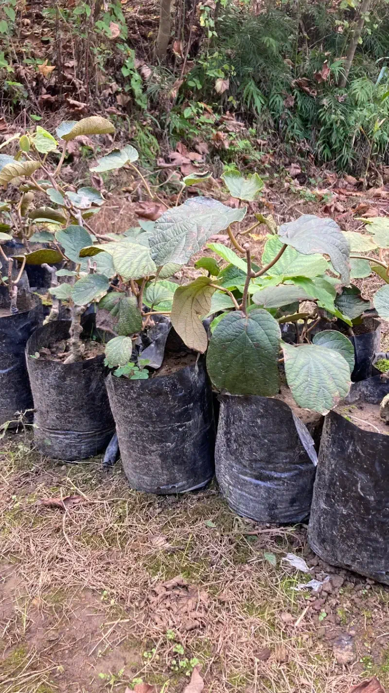 نهال کیوی هایوارد|خدمات باغبانی و درختکاری|عباسآباد, |دیوار