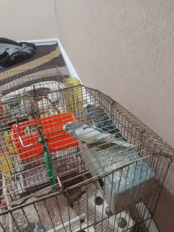 مرغ عشق|پرنده|خرمشهر, |دیوار