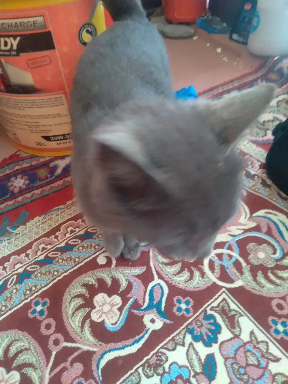 گربه خانگی|گربه|خوی, |دیوار