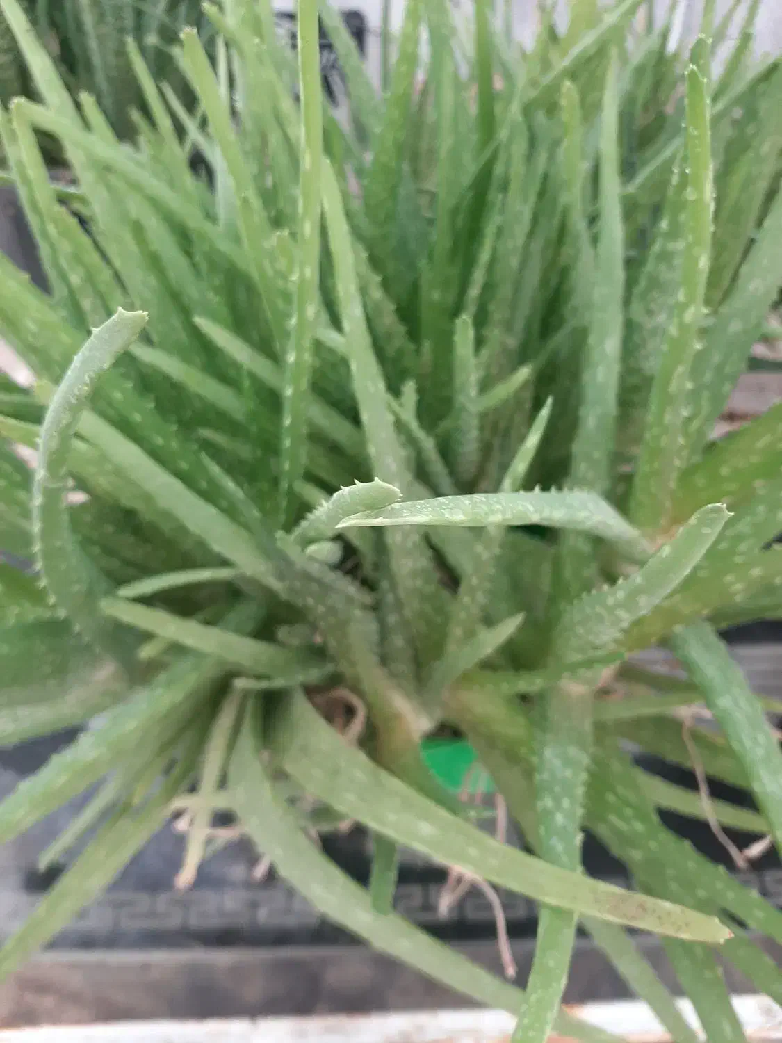 گیاه دارویی|آرایشی، بهداشتی، درمانی|اردبیل, |دیوار