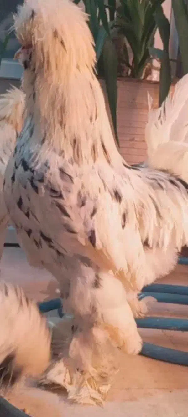 تخم مرغ سلطان|حیوانات مزرعه|ورامین, ورامین|دیوار