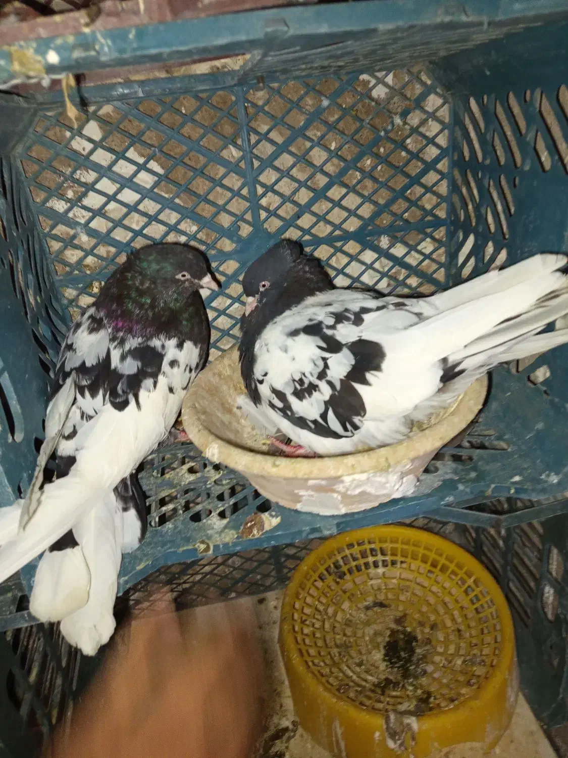 فروش جفت کله سیاه|پرنده|مسجد سلیمان, |دیوار