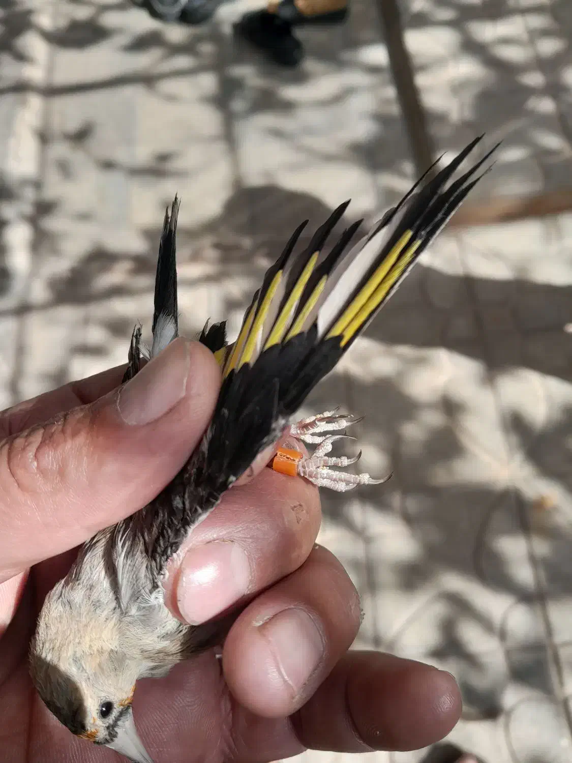 سهره نر.جوجه گلبسر.جوجه سهره .آگهی بخون|پرنده|تربت جام, حافظ|دیوار