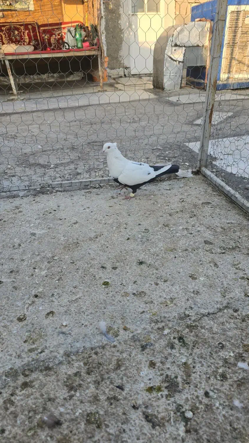 دم سیاه نر درجه یک|پرنده|مرودشت, ابوذر شمالی‎|دیوار