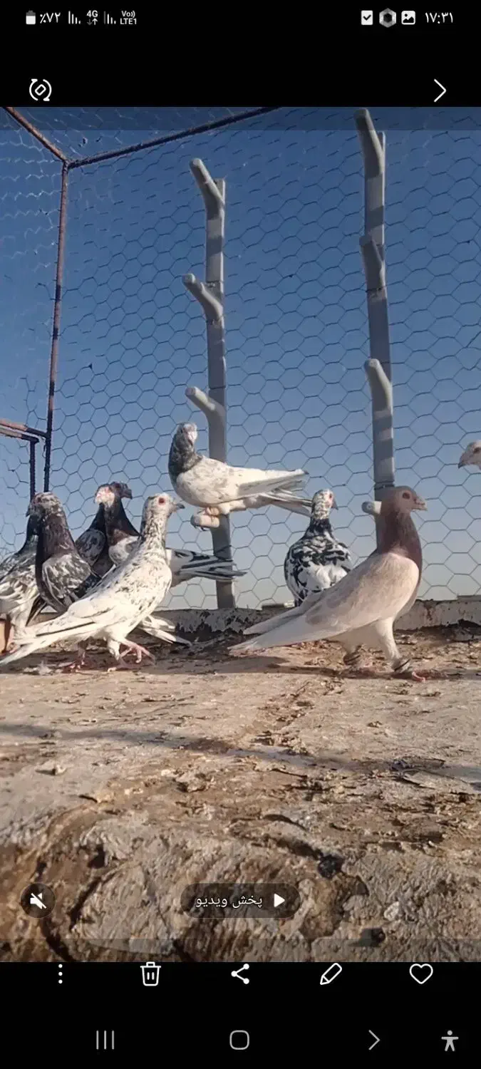 کبوترسرور|پرنده|نصر آباد, |دیوار