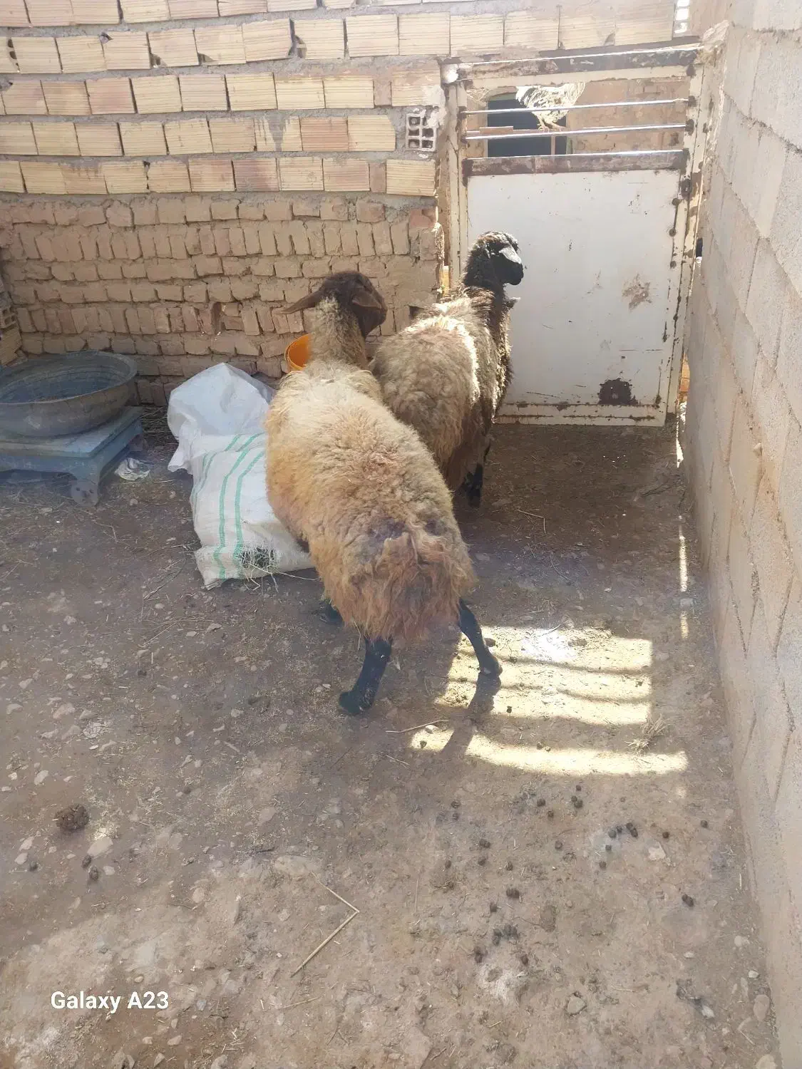 میش فروشی|حیوانات مزرعه|سده (خراسان جنوبی), |دیوار