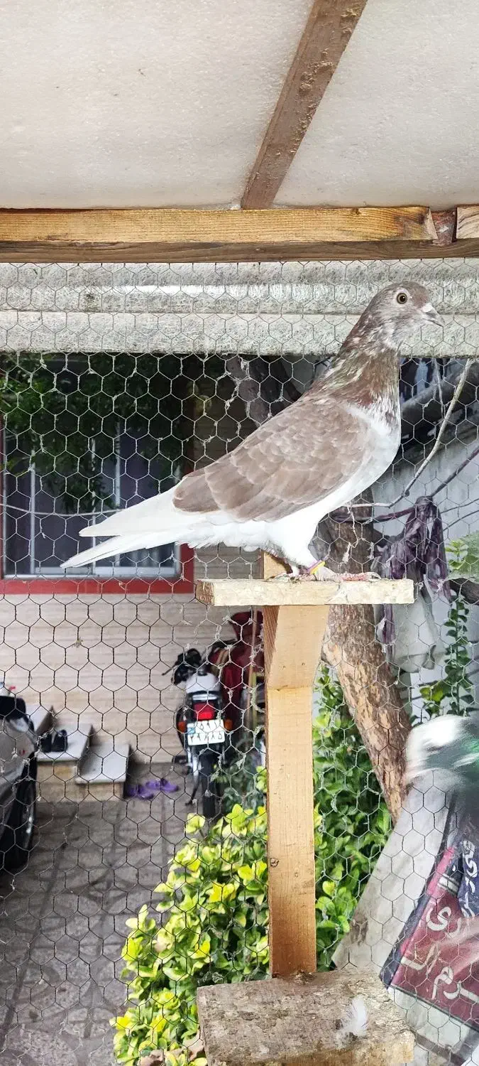 کبوتر پرشی نر ماده گرگی ابلغ|پرنده|بابل, |دیوار