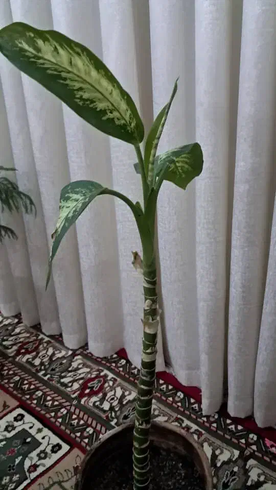 کاج دیفن|گل و گیاه طبیعی|ایذه, |دیوار