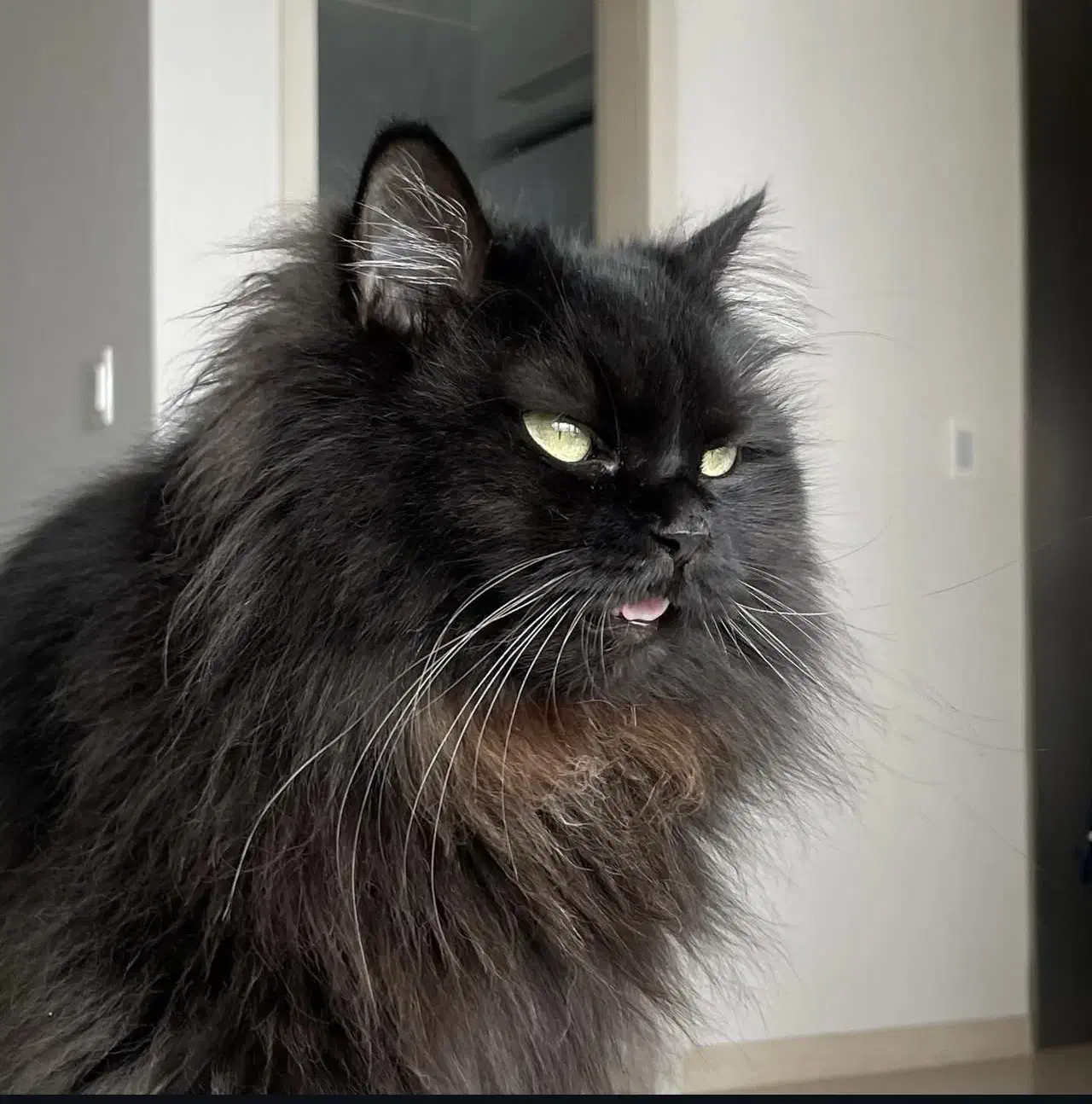 فروش گربه مینکون میکس پرشین|گربه|کرمان, |دیوار