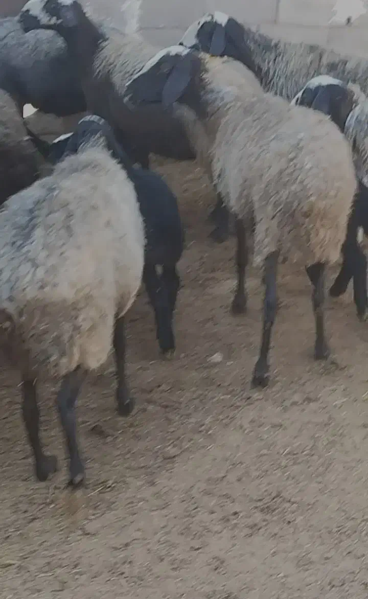 گوسفندشال|حیوانات مزرعه|شال, |دیوار