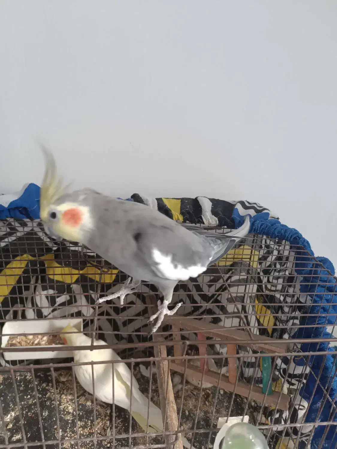 عروس هلندی|پرنده|گرگان, |دیوار