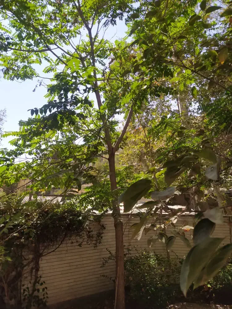 666مترکلنگی قابل سکونت888متربنا زیرقیمت زعفرانیه|فروش خانه و ویلا|تهران, زعفرانیه|دیوار