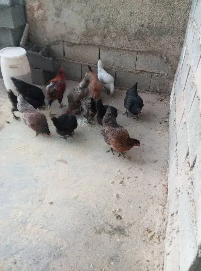 مرغ بومی|حیوانات مزرعه|رودشت (چهارمحال و بختیاری), |دیوار