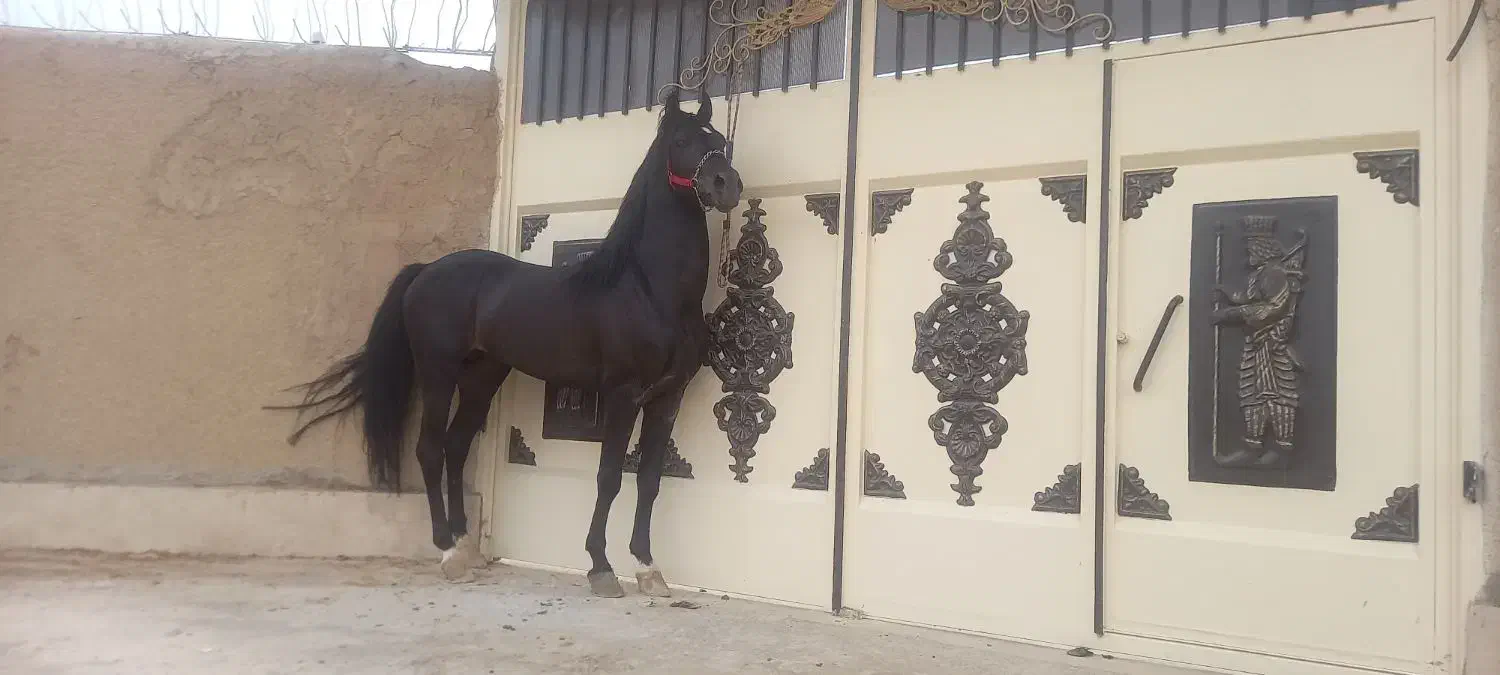 سیلمی کرد زیبا|اسب و تجهیزات اسبسواری|فولادشهر, سایت صنعتی کاوه|دیوار