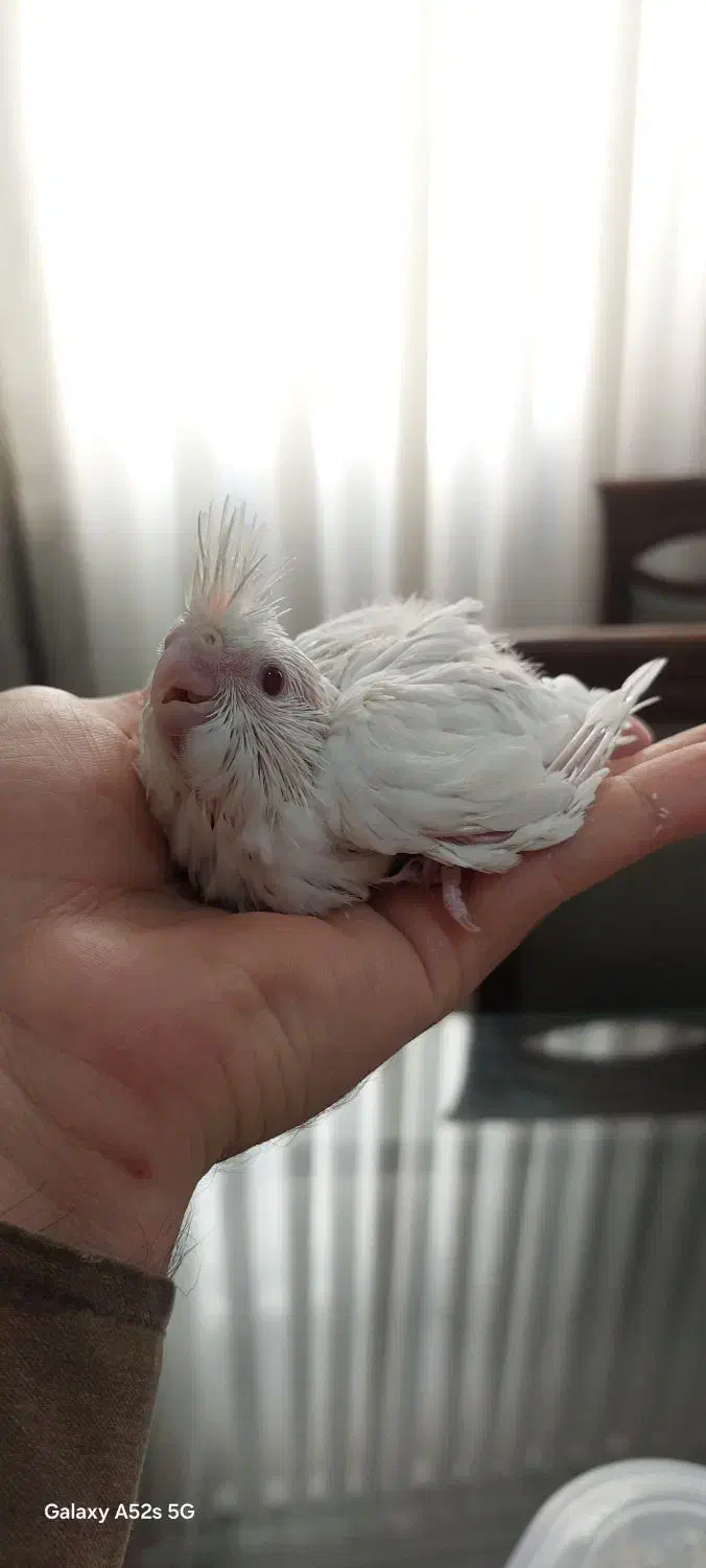 انواع عروس هلندی و برزیلی از سرلاکی تا بالغ و مولد|پرنده|گرمسار, |دیوار