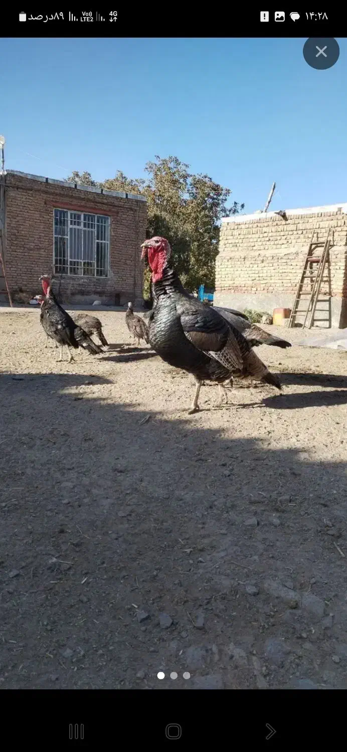 فروش بوقلمون نروزن خوب دارن|حیوانات مزرعه|پیرانشهر, |دیوار