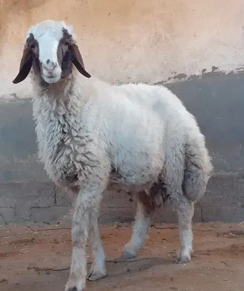 بره نر سنجابی پر خون و اصیل|حیوانات مزرعه|کرمانشاه, |دیوار