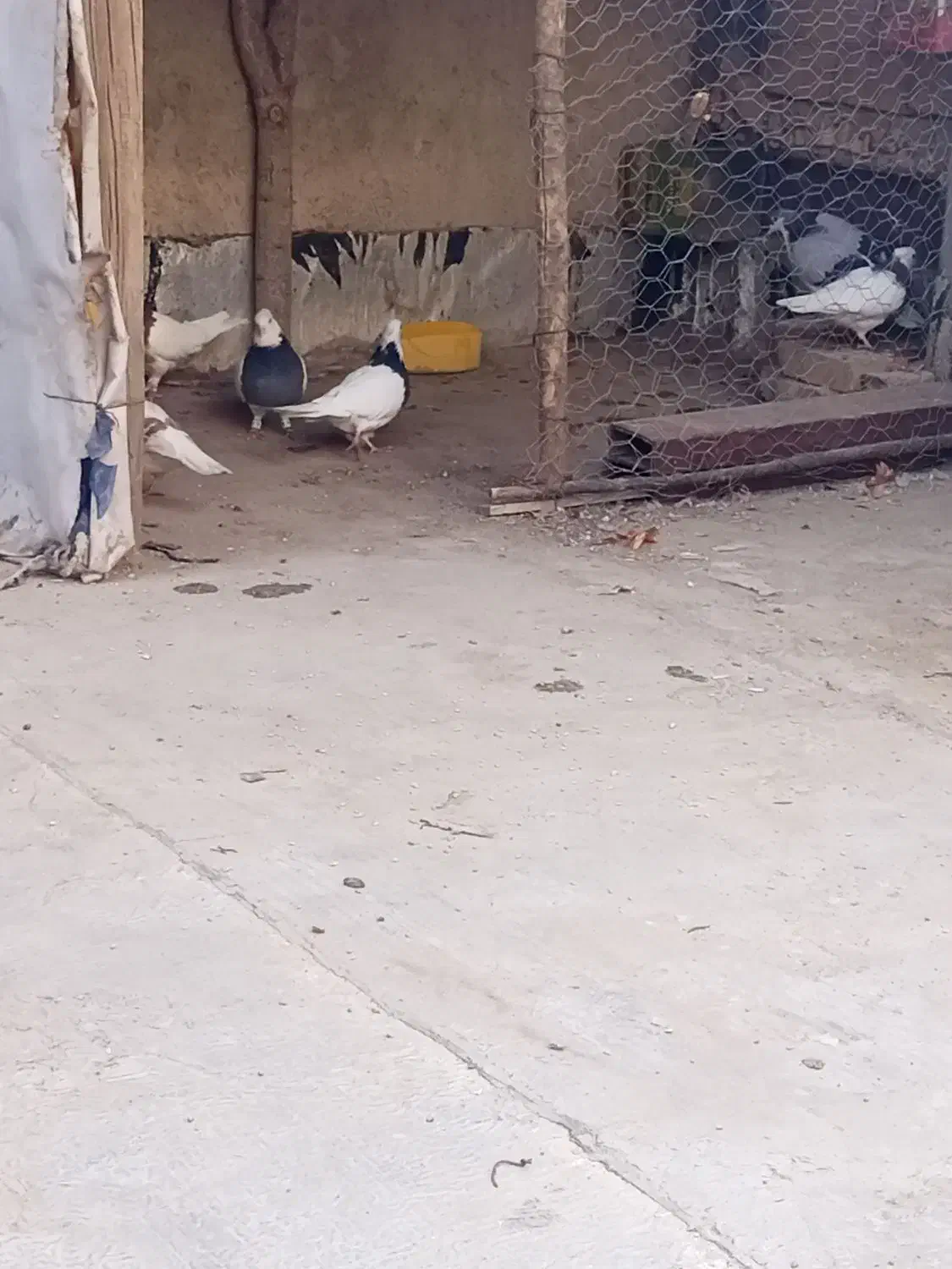 کفتر|پرنده|بجنورد, |دیوار