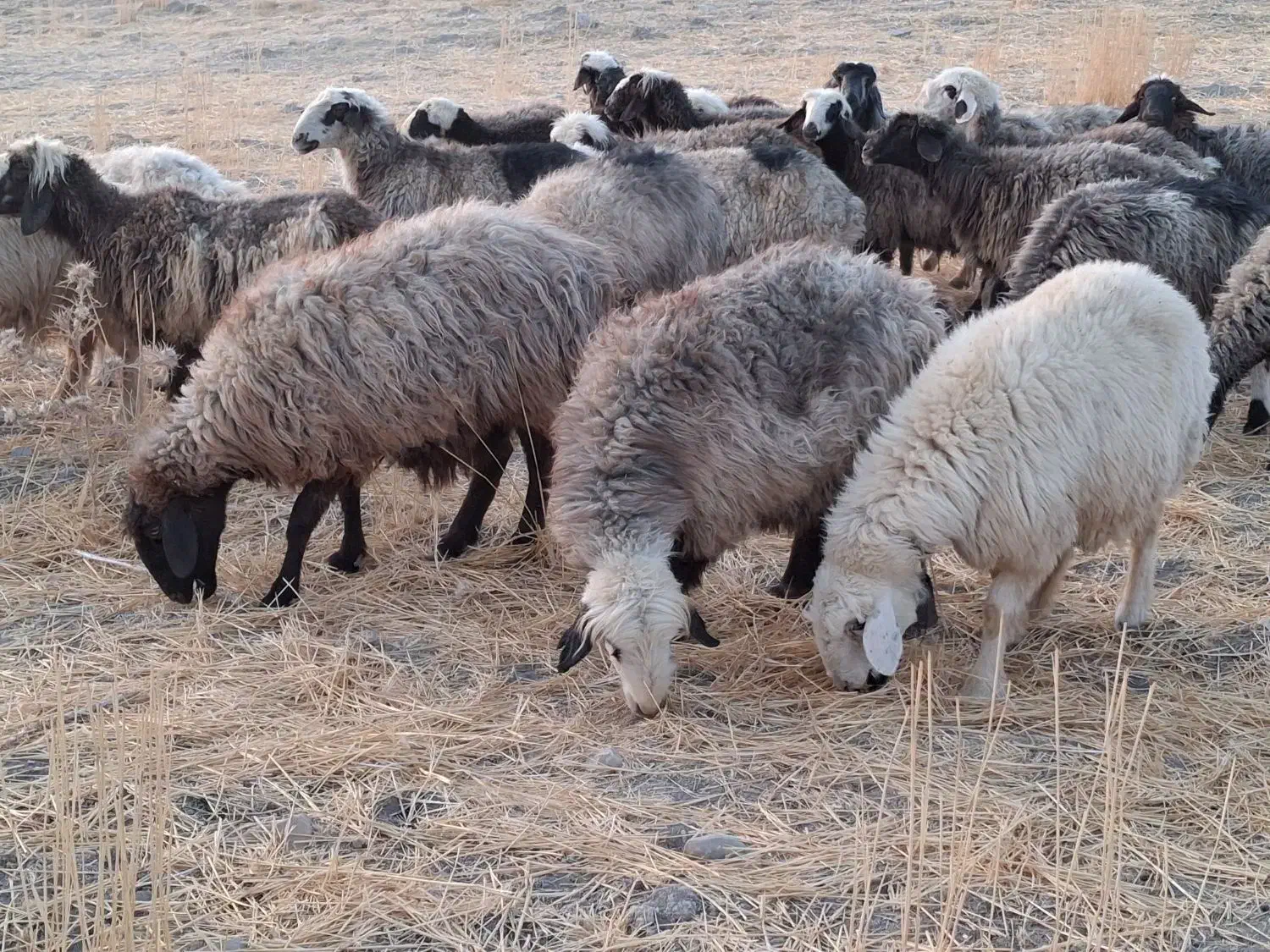 شیشک و میش|حیوانات مزرعه|شیراز, محمدیه|دیوار