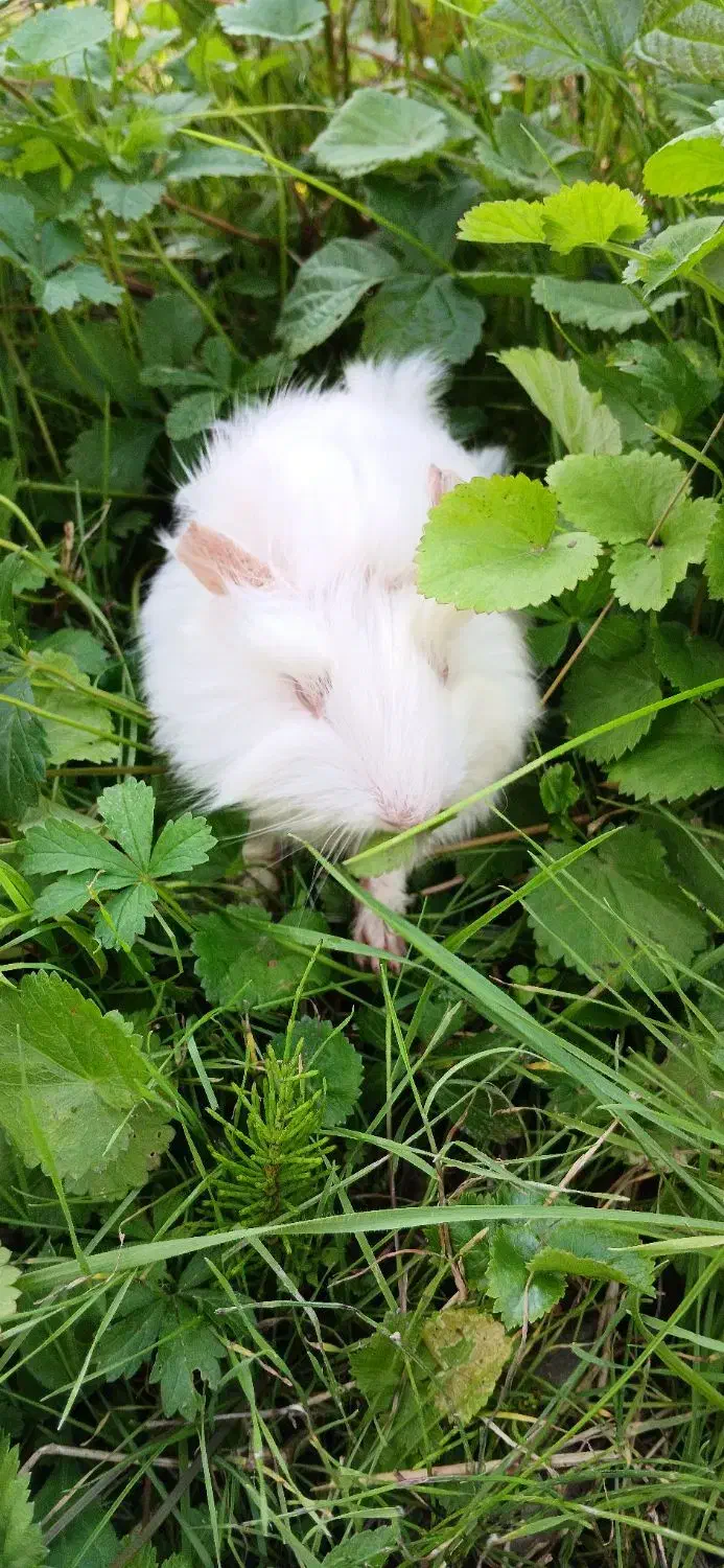 خوکچه های رنگا رنگ|موش و خرگوش|کوچصفهان, |دیوار