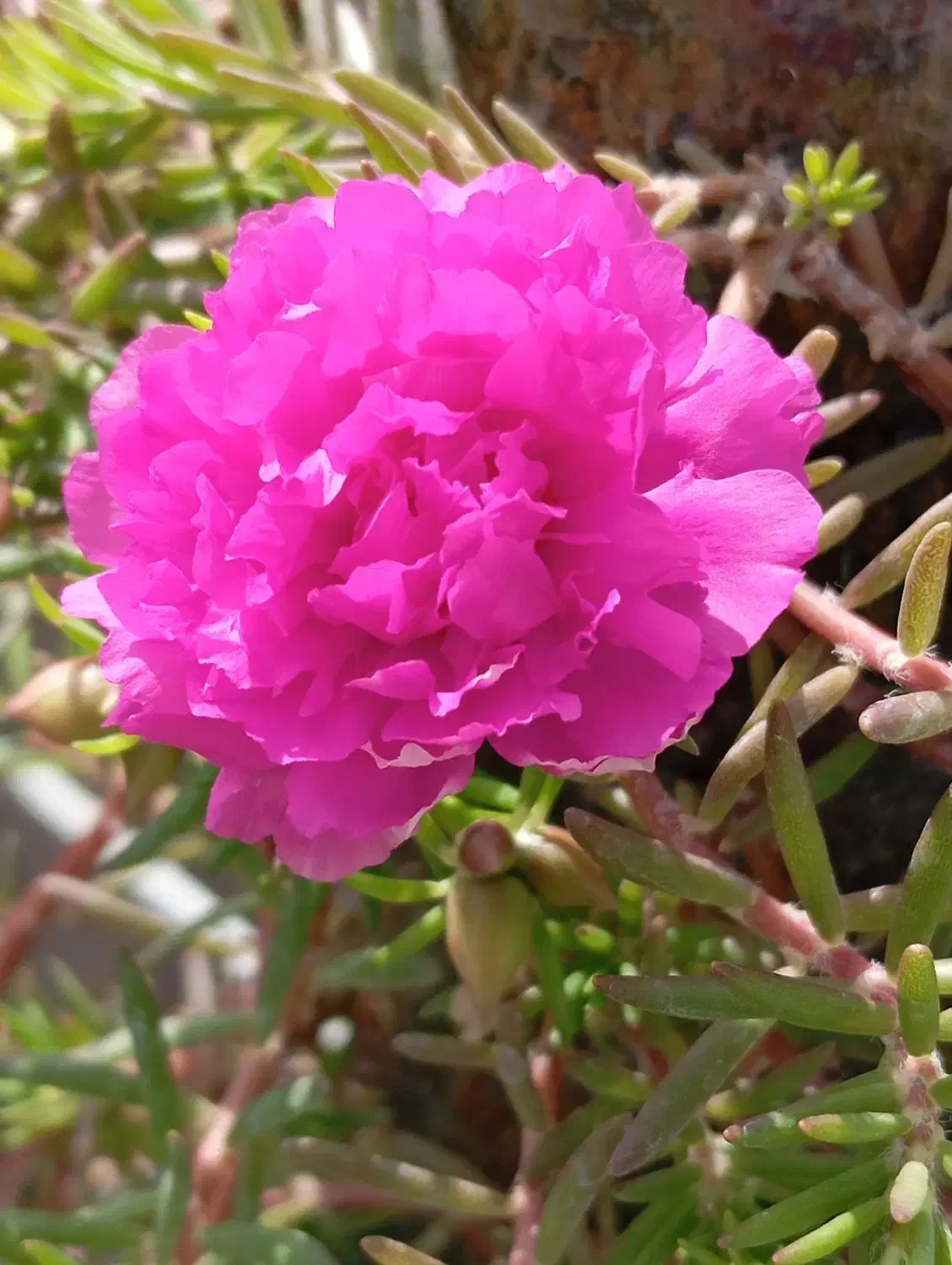 اجاره زمین  کشاورزی|اجارهٔ دفتر صنعتی، کشاورزی، تجاری|کوهدشت, |دیوار