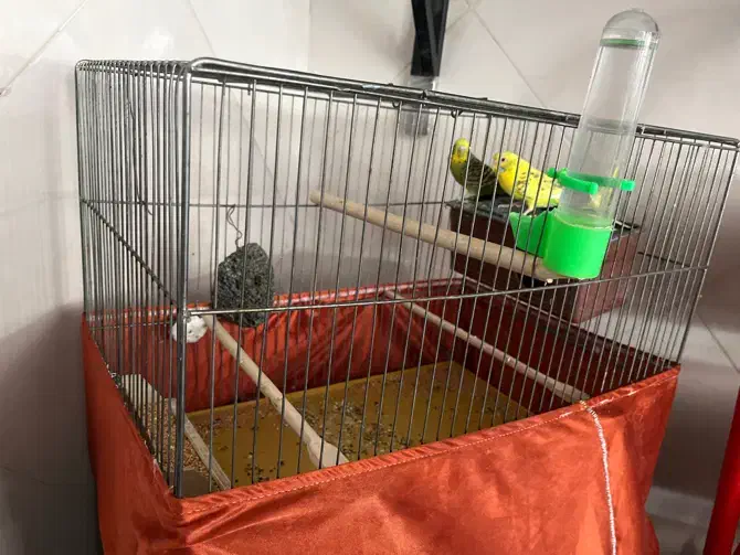 پرنده|پرنده|قدس, شهر‌قدس|دیوار