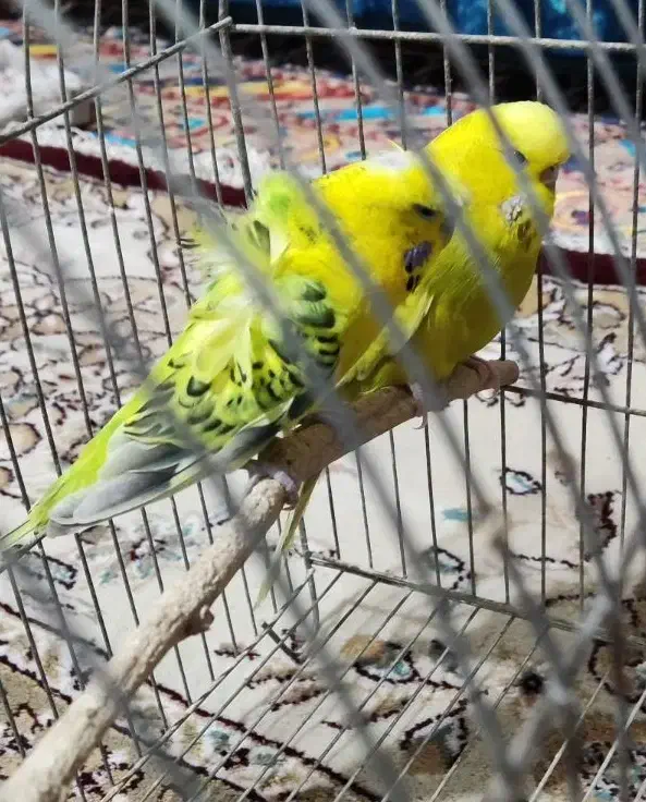 جفت مرغ عشق پروانه ای و انگلیسی|پرنده|بجنورد, |دیوار