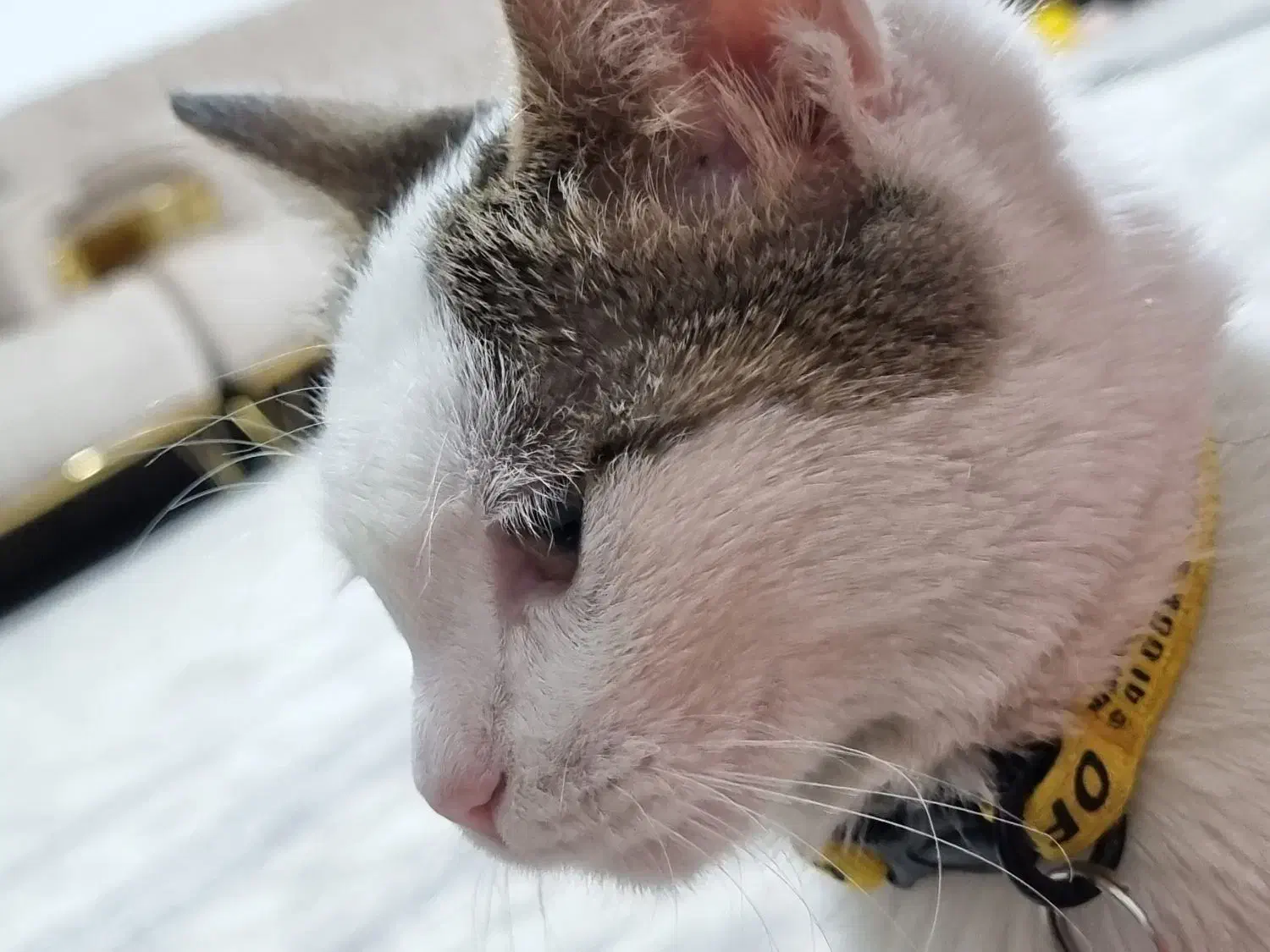 بچه گربه میکس|گربه|ارومیه, |دیوار