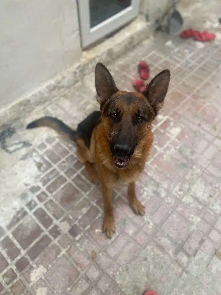 سگ ژرمن دوساله|سگ|کرج, عظیمیه|دیوار