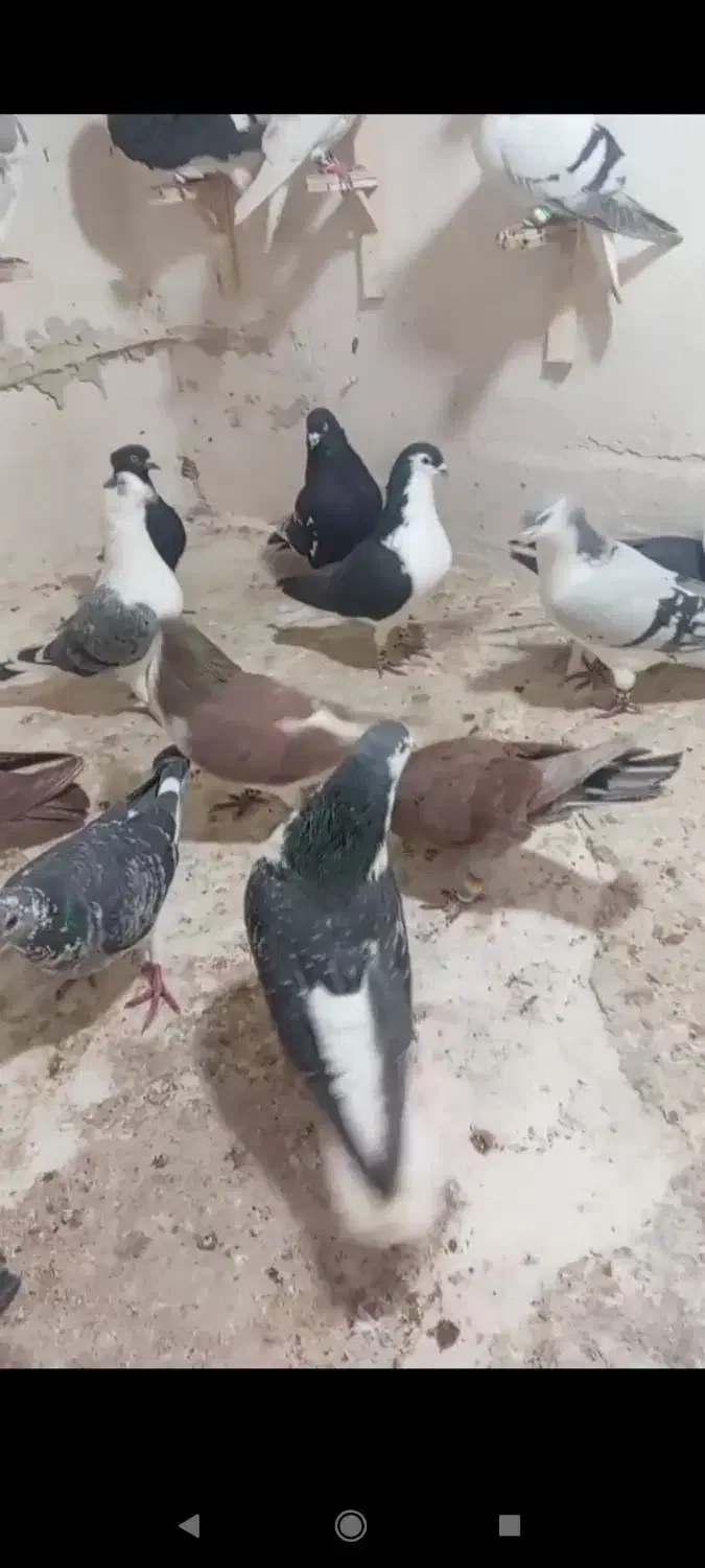 کبوتر دزدیده|حیوانات|مشهد, سلام|دیوار