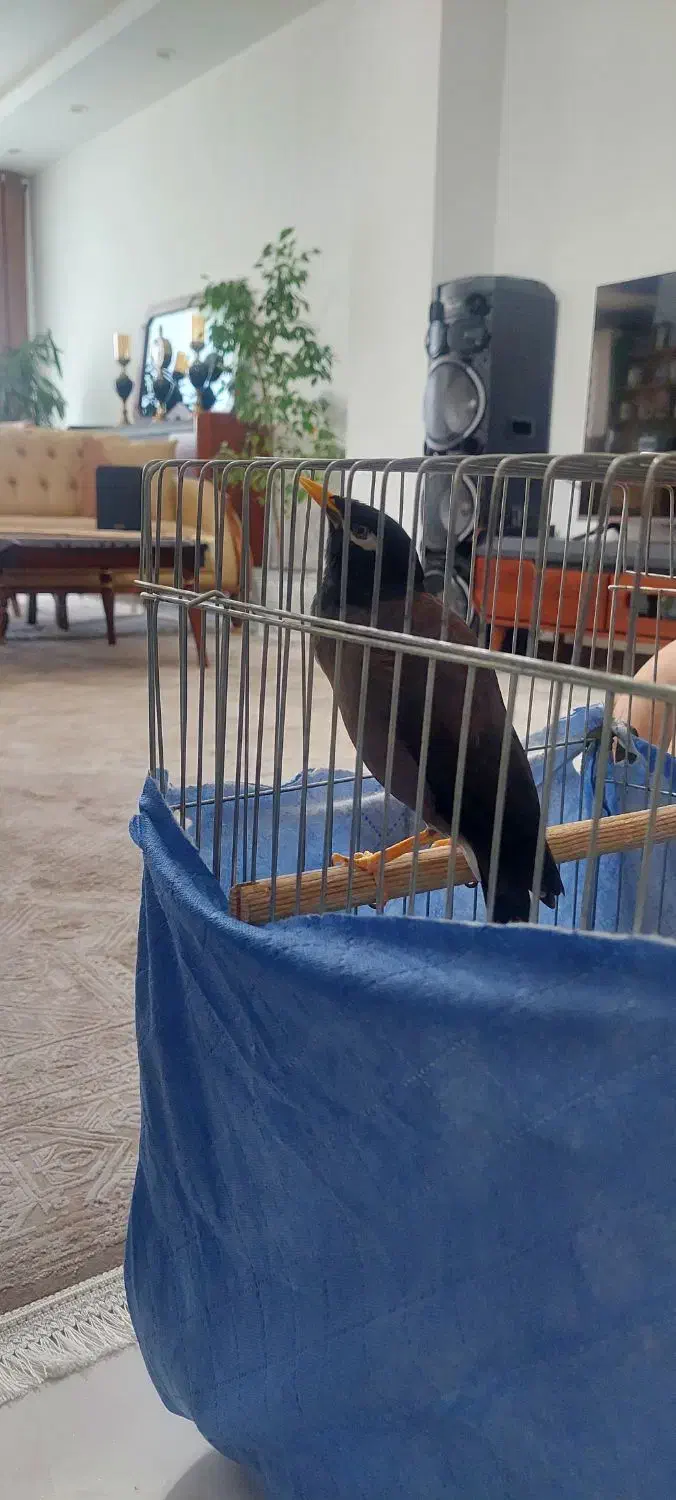 مرغ مینا سخنگو پر حرف|پرنده|شهریار, شهرک مصطفی خمینی|دیوار